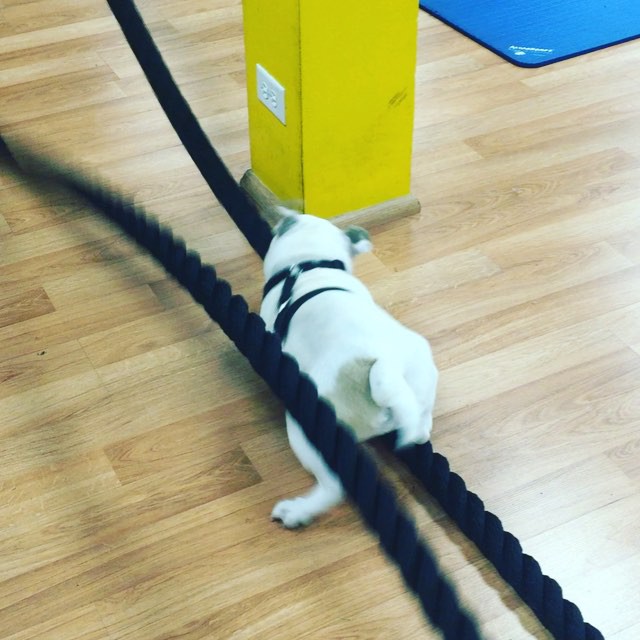Battle ropes vs bulldog. Fun times at the gym tonight. #bootcamp #personaltrainer #gym #denver #colorado #fitness #personaltraining #bodybuilder #bodybuilding #deadlifts #deadlift #glutes #quads #hamstrings #hamstring #squats #squat #lunges #legs #legday #puppy #dog #bulldog #pup #dog #puppies #power #lift #funny #LOL