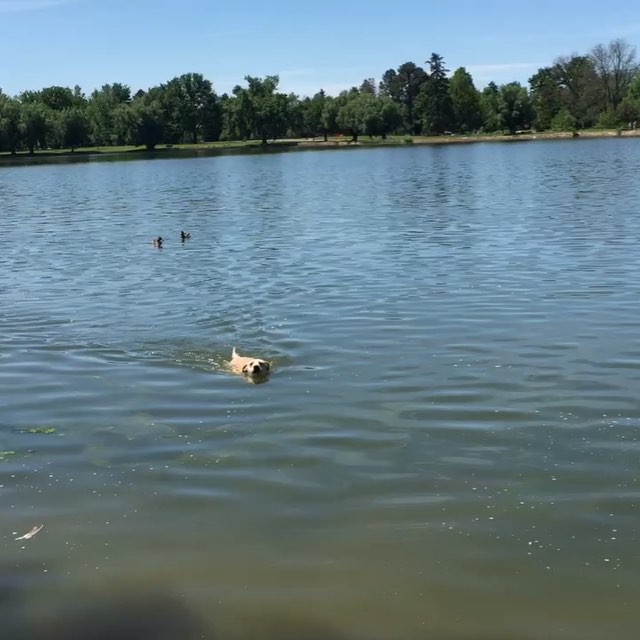 Savannah getting her swim on at Wash Park in Denver Colorado. #dog #dogs #doggy #doggie #dogsofinstagram #doginstagram #k9 #bestfriend #friend #mansbestfriend #buddy #stinky #furry #furryfriend #dogs #dogsofig #dogsoftheday #dogoftheday #yellowlab #blueheeler #mutt #washpark #washparkdenver #denver #park #parks #swim #swimming #friends #buddies