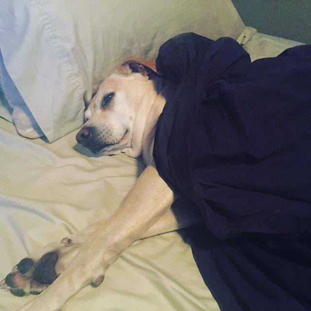 Savannah has a ruff life #dog #doggy #doggie #gym #spoiled #dogsofinstagram #doginstagram #k9 #bestfriend #friend #mansbestfriend #buddy #stinky #furry #furryfriend #dogs #dogsofig #dogsoftheday #dogoftheday #gymtime #naptime #yellowlab #blueheeler #mutt  #bedtime #nap #naptime