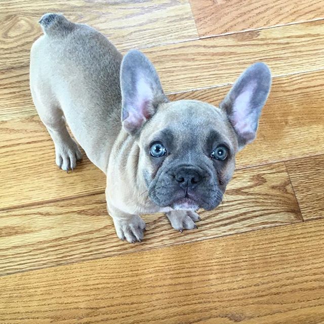 Ziggy the Frenchy. #dog #dogs #dogsofinstagram #dogoftheday #pup #puppy #puppylove #frenchbulldog #bulldog #denver #colorado #frenchies #puppies #puppiesofinstagram #cute #cutiepie #baby #ziggy #babemagnet #girl #girls #blue #blueeyes #pug #pugmug #bug #bugeyed