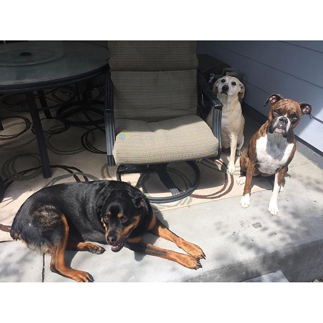 The gals are just chilling out together. #dog #dogs #dogsofinstagram #boxer #rottweiler #yellowlab #doggies #pups #furry #chill #chilling #sunbathing #sun #colorado #denver
