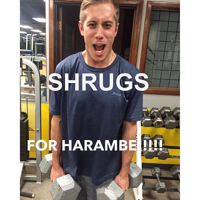 Shrugs for Harambe!  #personaltrainer #gym #denver #colorado #fitness #personaltraining #fun #bodybuilder #bodybuilding #deadlifts #shrugs #harambe #quads #girl #woman #fit #squats #squat #lunges #legs #legday #weightlifting #weighttraining #men #sweat #women #cardio #strong #girls