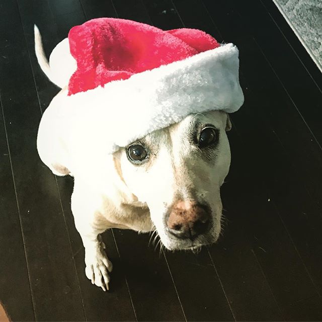 Savannah thinks she's Santa. #christmas #merrychristmas #dog #dogs #dogsofinsta #doggies #dogsofig #doggy #santa #santahat