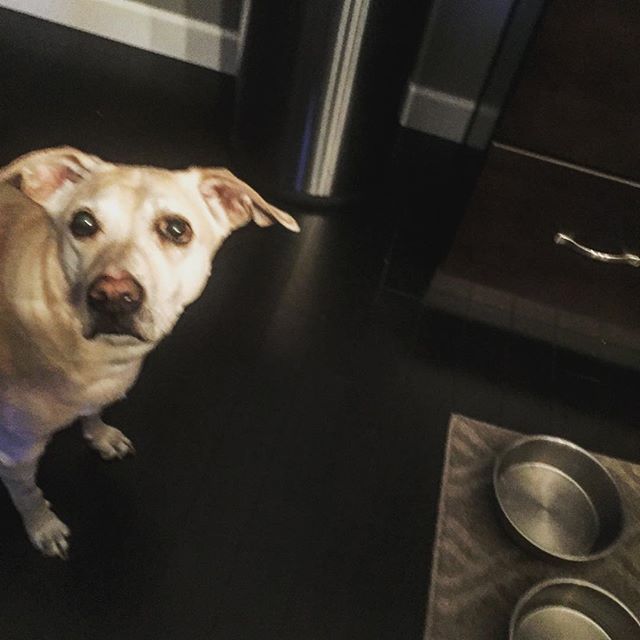 Daddy, why is this bowl empty?  #dog #dogs #doggies #dogsofinstgram #dogsofinsta #dogsofig #dogsofinstaworld #doggy #hungry #breakfast #food #foodporn #dad #daddy #spoiled