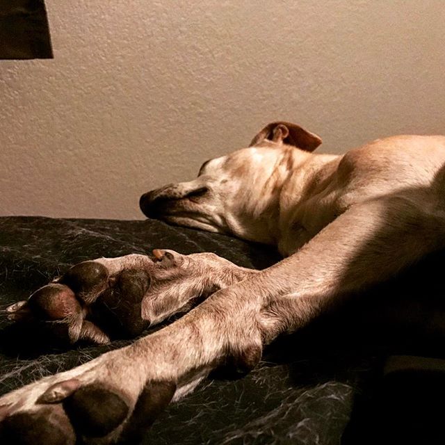 It's bed time #dog #dogs #dogsofinstagram #dogoftheday #doglover #dogstagram #yellowlab #lab #blueheeler #pup #doggy #doggie #puppy #lakewoodco #love #denver #colorado #baby #honey #cute #pretty #babe #baby #chill #chilling #prettygirl #pretty #denver #denverdog