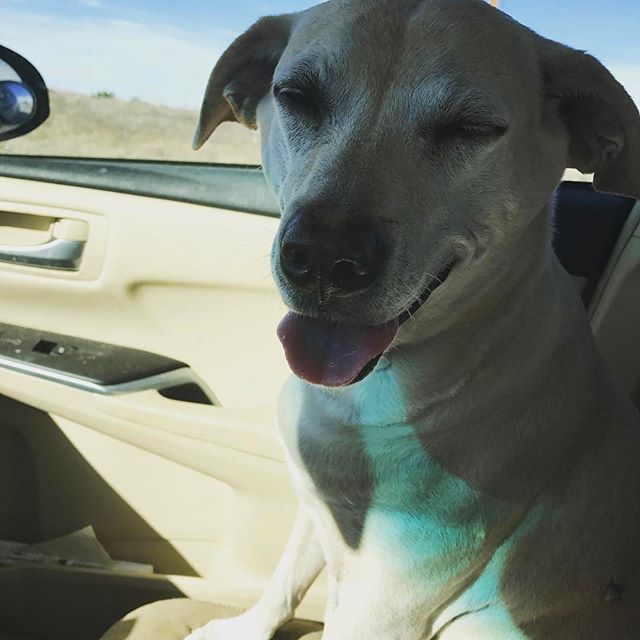 This is the face that Savannah makes when I tell her a hilarious joke #dog #dogs #dogsofinstagram #dogoftheday #doglover #dogstagram #yellowlab #lab #blueheeler #pup #doggy #doggie #puppy #lakewoodco #love #denver #colorado #baby #honey #cute #pretty #babe #baby #chill #chilling #prettygirl #pretty #denver #denverdog