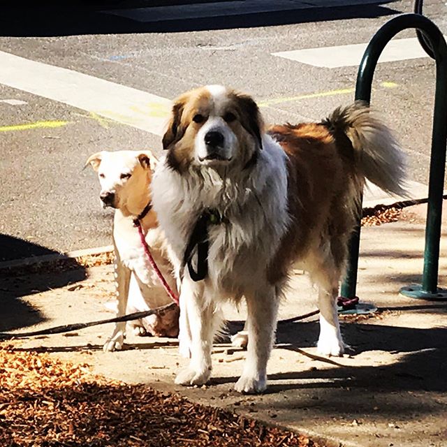 Waiting on their mommy and daddy #dog #Denver #dogsofinstagram #dogs #mom #dog #doglife #doggy #doglovers #yellowlab #blueheeler #bernesemountaindog #greatpyrenees #sweetie #cuties #cute